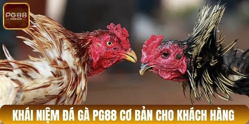 Khái niệm đá gà PG88 cơ bản cho khách hàng