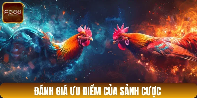 Lý do đá gà Odin được ưa chuộng