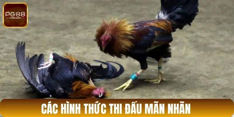 Những loại hình chọi kê mãn nhãn