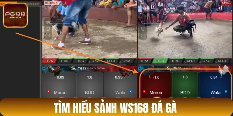 Vài điều cơ bản về sảnh đá gà WS168