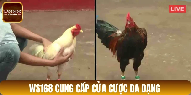 Lựa chọn một trong những cửa cược phù hợp